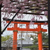 蔡王桜by上賀茂神社