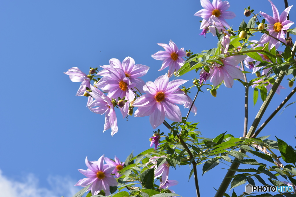 名のわからない花？