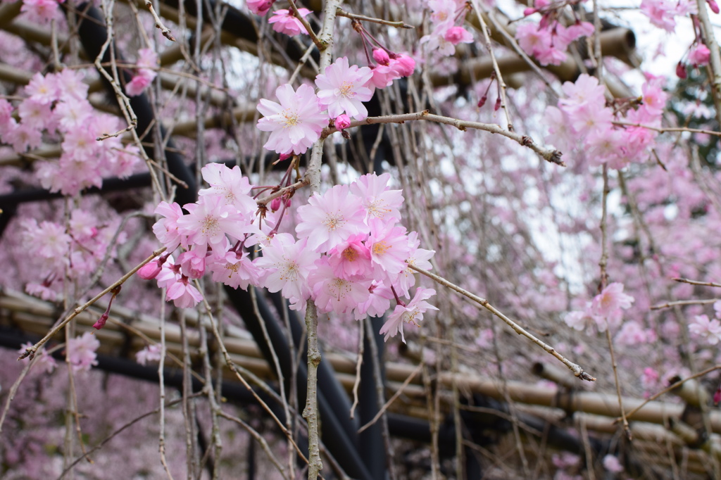 蔡王桜