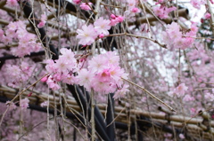 蔡王桜