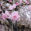蔡王桜
