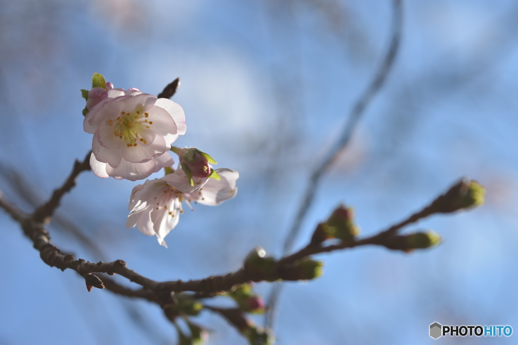 十月桜