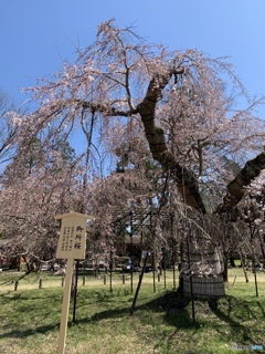 御所桜