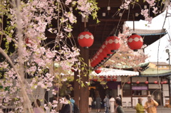 歌舞練場の桜