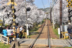 今や定番の嵐電の桜のトンネル