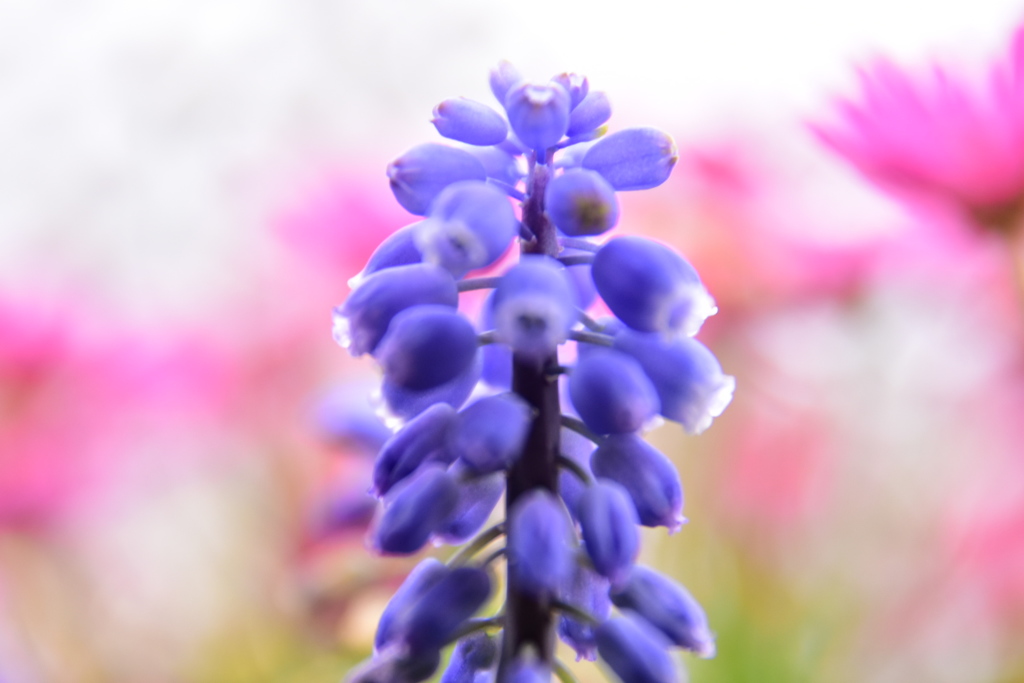 植物園にて④