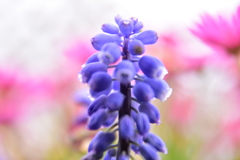 植物園にて④