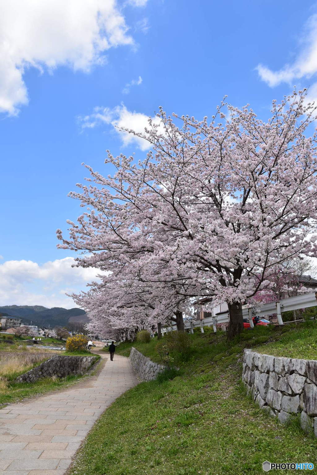 賀茂川ザクラ