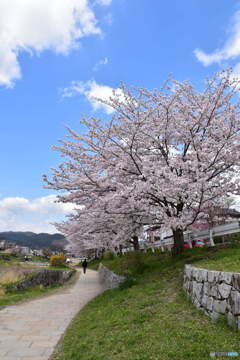 賀茂川ザクラ