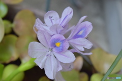 ホテイアオイの花