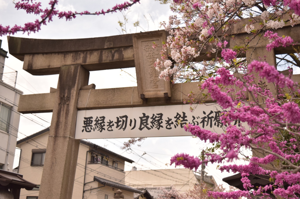 安井金毘羅の桜