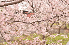 桜とキハ47
