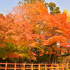 上賀茂神社の紅葉
