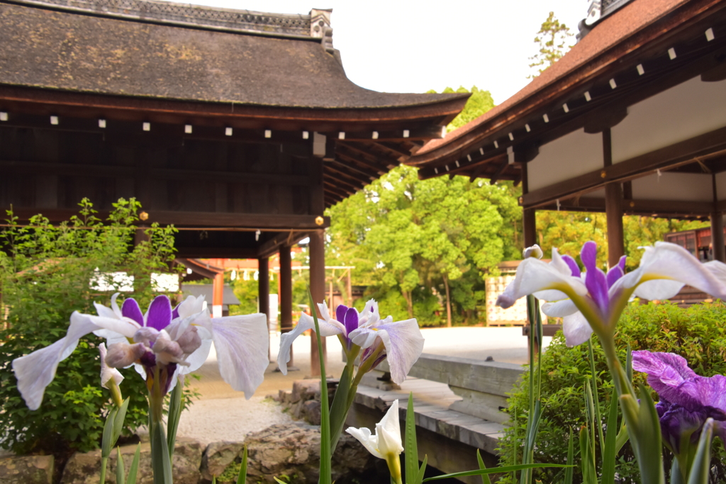上賀茂神社の菖蒲