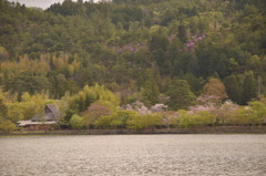 広沢池と桜