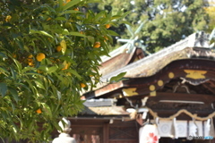 橘と本殿