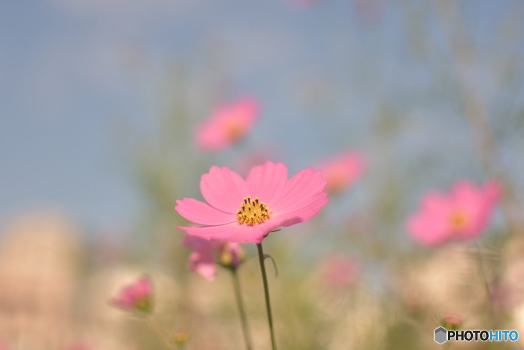 秋桜