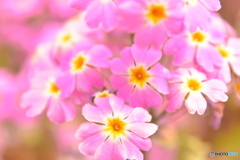 春間近ピンクのお花
