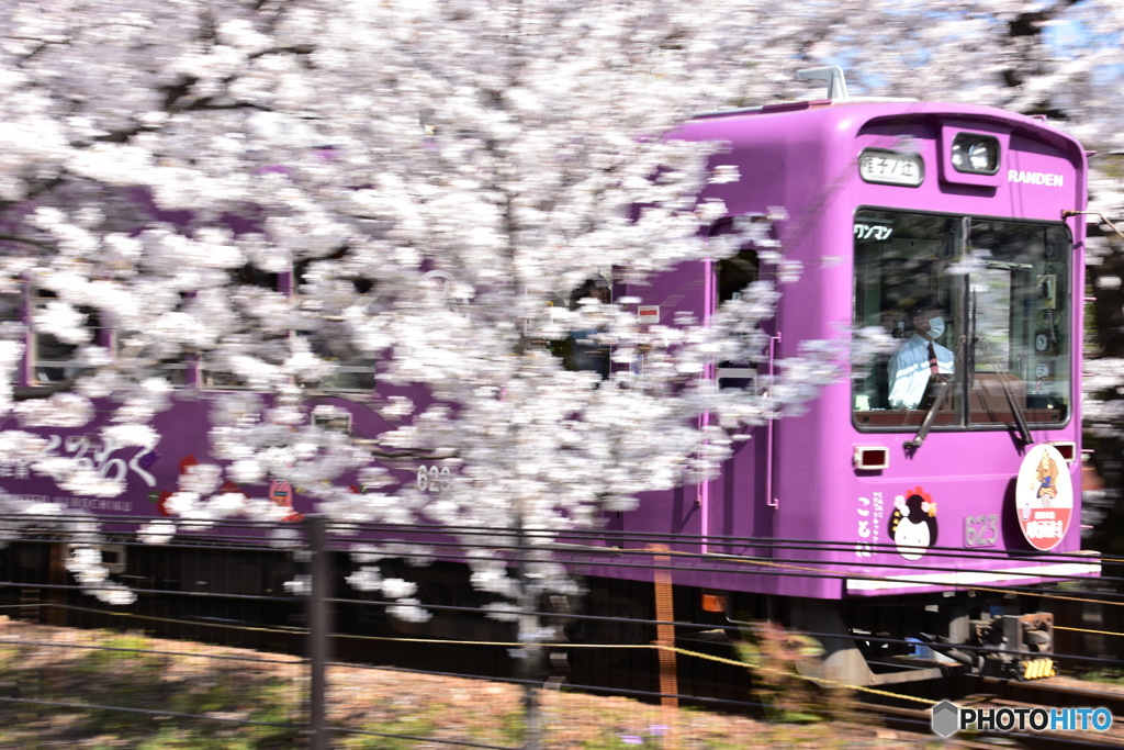 桜爛漫