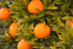 実りの柑橘