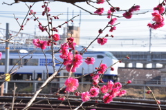 はるかと梅の花