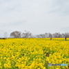 早咲き菜の花