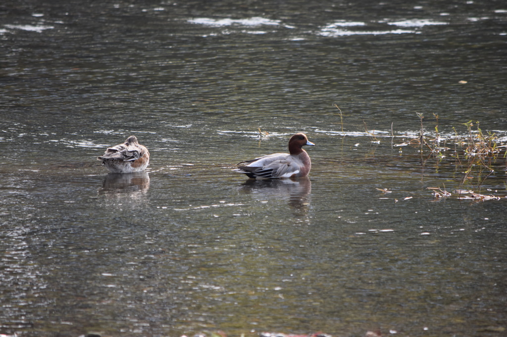 楽しい昼下がり
