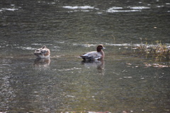 楽しい昼下がり