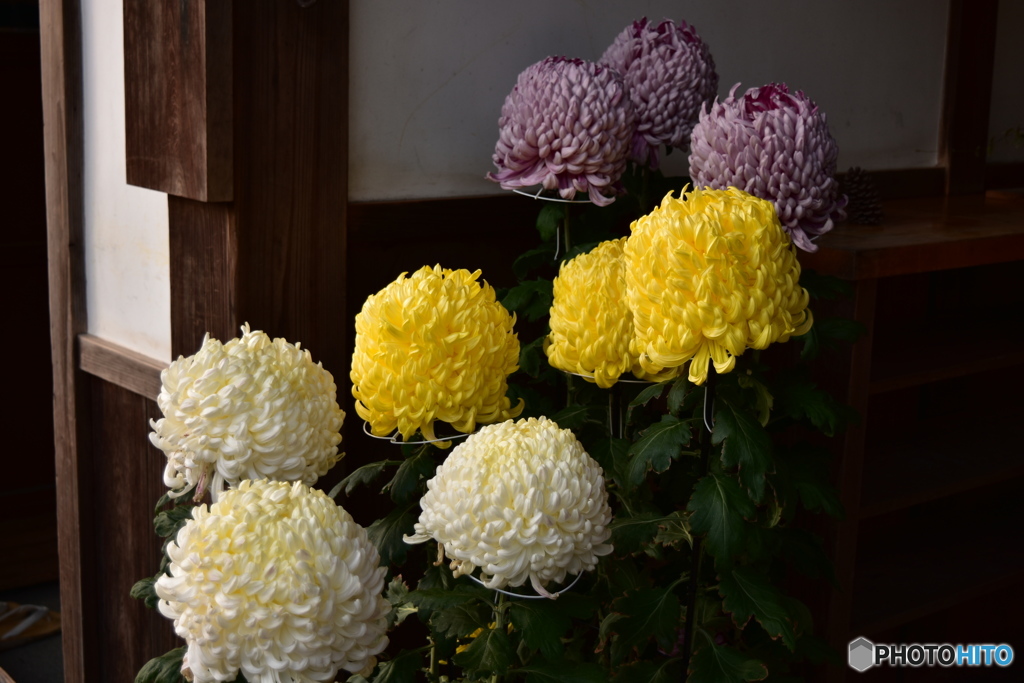 菊