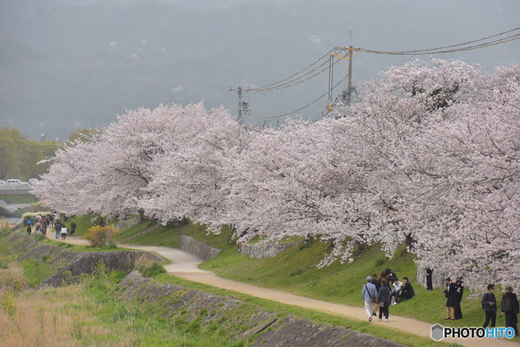 河川敷の桜