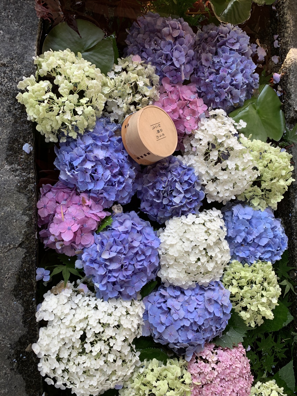 手水舎の紫陽花