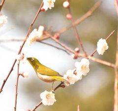 メジロと梅の木