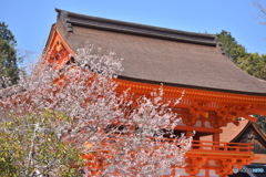 上賀茂神社（桜）