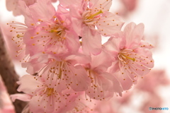 河津桜