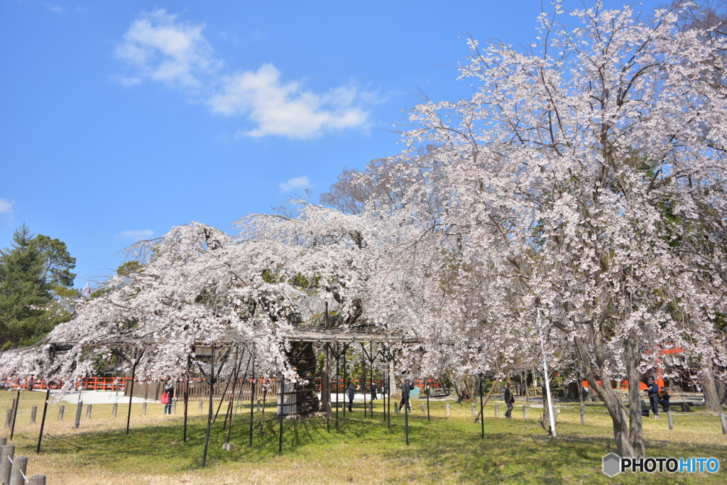 御所桜