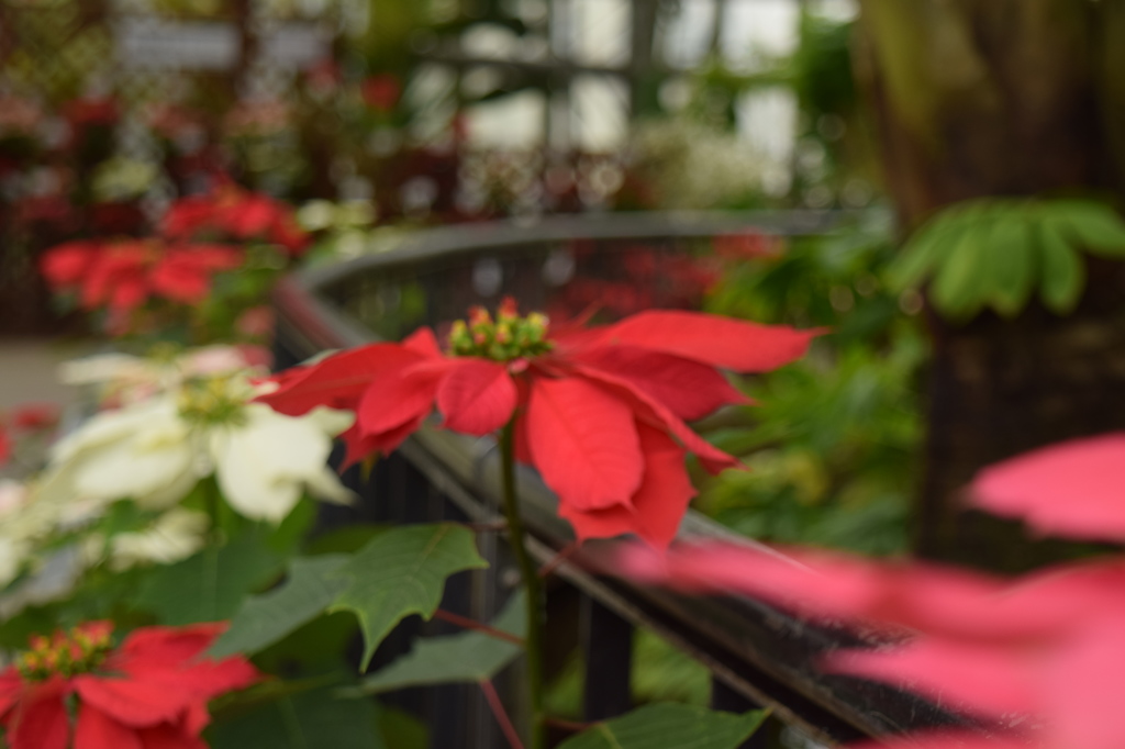 ポインセチア