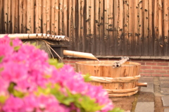 伏見の水とツツジ