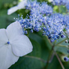 P1020569_P4