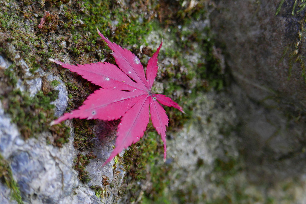 青山の紅羽