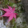 青山の紅羽