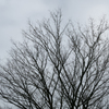 寒空に手を伸ばし