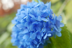 師走の紫陽花