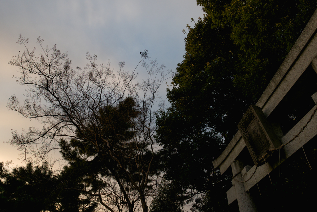 夕暮れの鳥居前