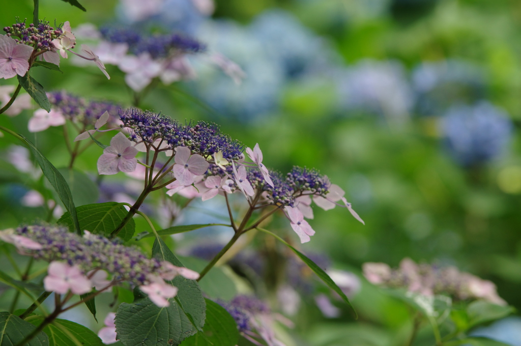 額紫陽花
