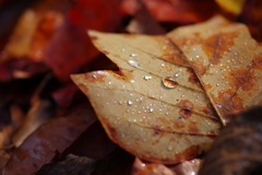 雨上がり