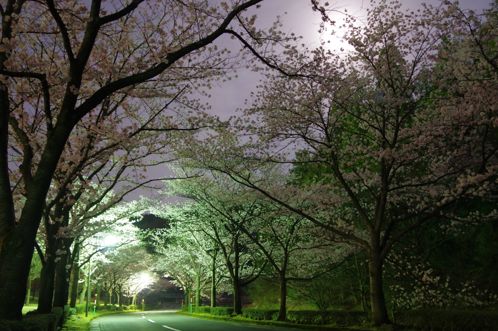 静かな桜