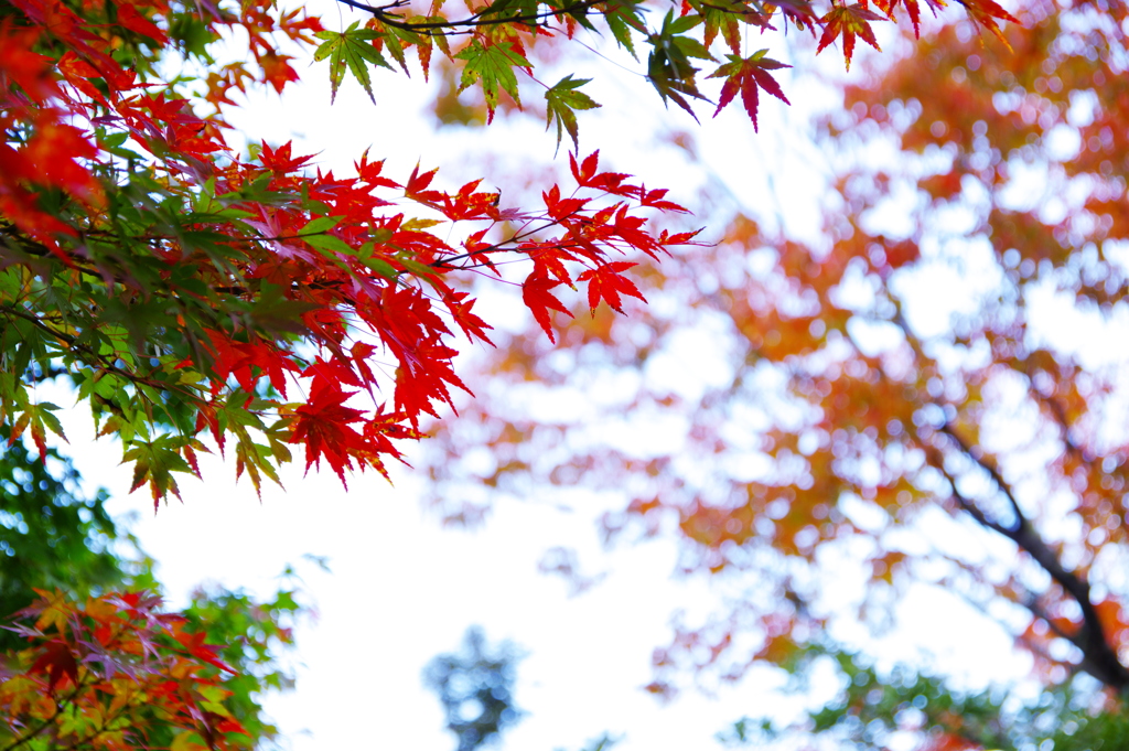 もみじ紅葉