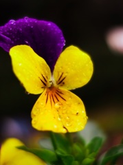 道路脇の花壇