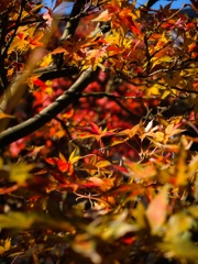 隣のお庭2