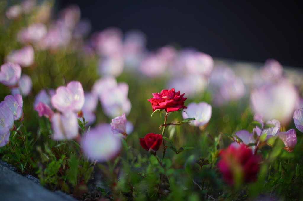 咲く場所を間違えた薔薇